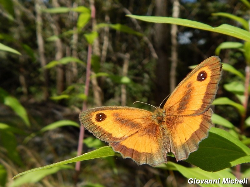 Pyronia tihonus